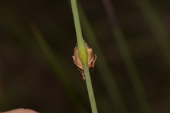 Chorizandra cymbaria