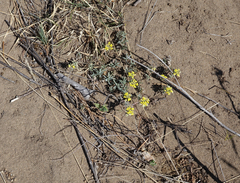 Odontarrhena obovata