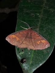 Thysanopyga amarantha