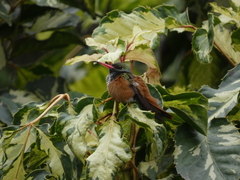 Amazilis amazilia