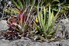 Hechtia glomerata