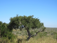 Forchhammeria watsonii