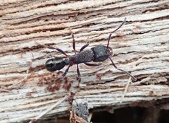 Rhytidoponera tasmaniensis