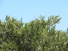 Forchhammeria watsonii