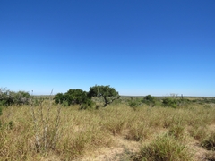 Forchhammeria watsonii