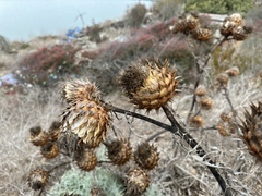 Cynara cardunculus