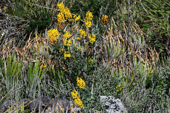 Galphimia glauca