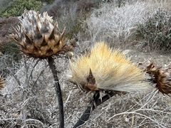 Cynara cardunculus