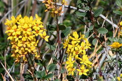 Galphimia glauca
