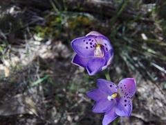 Thelymitra juncifolia