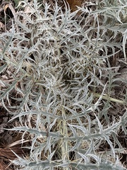Cynara cardunculus
