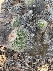 Echinofossulocactus