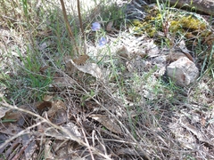 Thelymitra juncifolia
