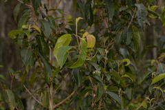 Rhodomyrtus psidioides