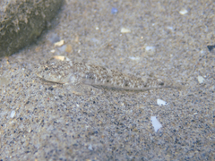 Pomatoschistus marmoratus
