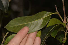 Rhodomyrtus psidioides