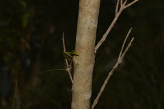 Rhodomyrtus psidioides