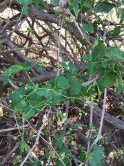 Commicarpus scandens