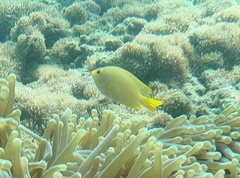 Pomacentrus moluccensis