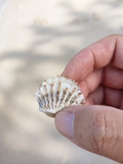 Gafrarium pectinatum