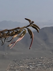 Puya ferruginea