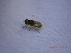 Stratiomyini