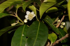 Rhodomyrtus psidioides