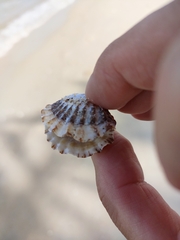 Gafrarium pectinatum