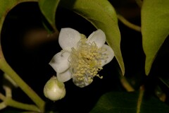 Rhodomyrtus psidioides