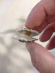 Gafrarium pectinatum