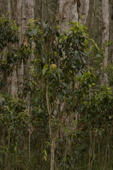 Rhodomyrtus psidioides