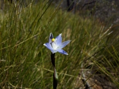 Thelymitra pauciflora