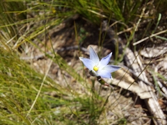 Thelymitra pauciflora
