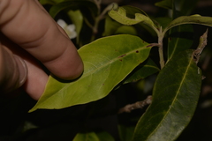 Rhodomyrtus psidioides