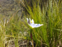 Thelymitra pauciflora