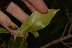 Rhodomyrtus psidioides