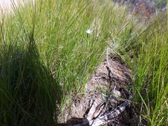 Thelymitra pauciflora