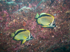 Johnrandallia nigrirostris