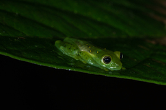 Espadarana prosoblepon