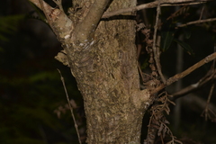 Rhodomyrtus psidioides