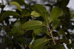 Rhodomyrtus psidioides