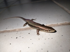 Eutropis