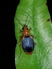 Lebia xanthopleura