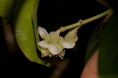 Rhodomyrtus psidioides