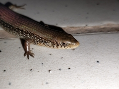 Eutropis