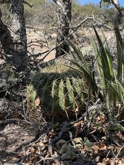 Ferocactus histrix