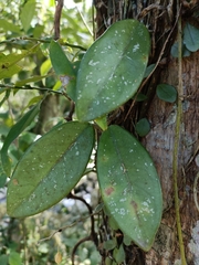 Hoya carnosa