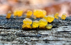 Dacrymyces capitatus