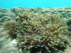 Heteractis magnifica