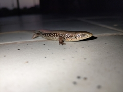 Eutropis